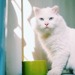 Portrait of cat