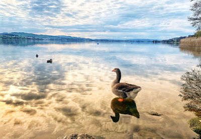 View of swans swimming in lake