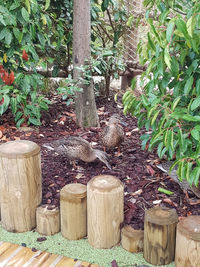 View of bird on wooden post