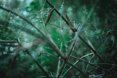 Close-up of wet spider web on plant