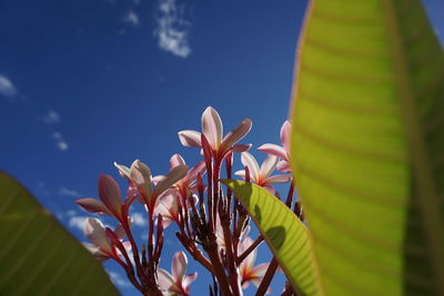 Close-up of fresh flowers blooming against sky