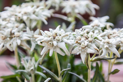 Close-up of white flowers