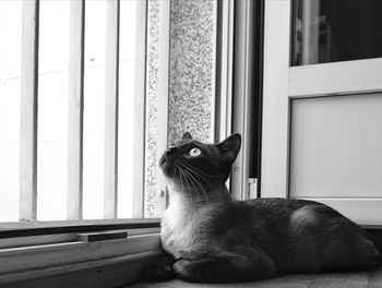 Cat sitting on window sill at home