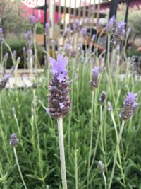 Close-up of purple flowers blooming in field