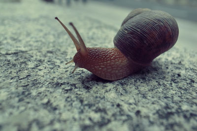 Close-up of snail