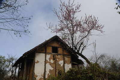 Low angle view of bare tree and building against sky