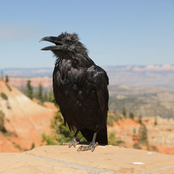 Bird perching on wood against sky