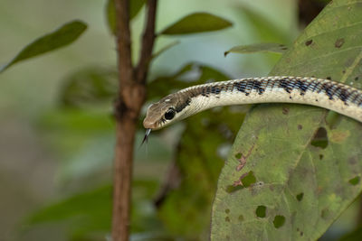 Close-up of lizard on leaf