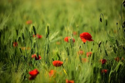 Red poppies blooming in field