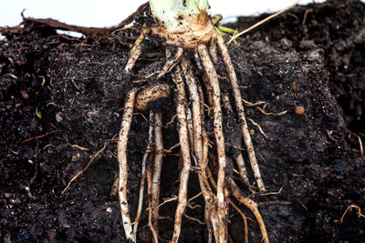 Close-up of dead plant