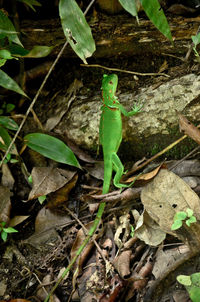 Close-up of lizard on plant