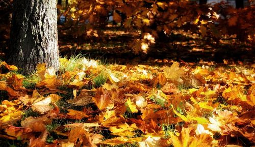 Close-up of autumn tree