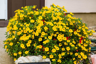 A flower pot overflowing with yellow million bells flowers