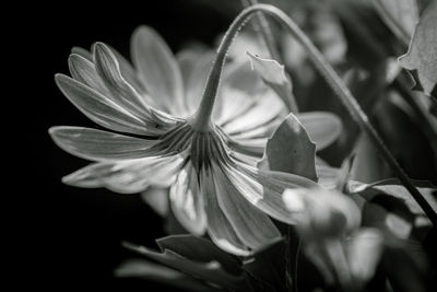 Close-up of flowering plant against black background