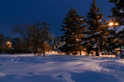 Snow covered trees against sky at night