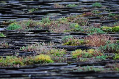 Close-up of moss growing in forest