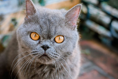 Close-up portrait of a cat