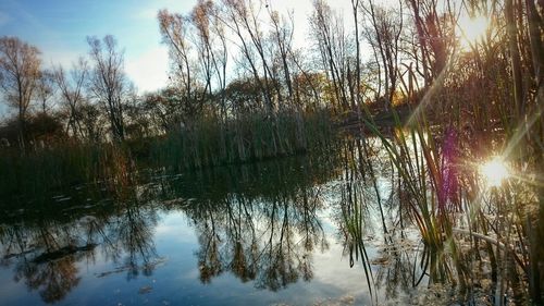 Reflection of trees in water