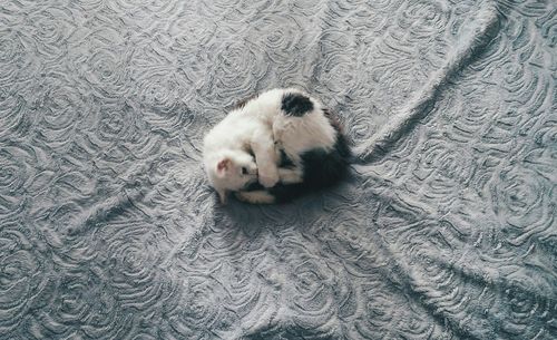 Cat sleeping on the ground