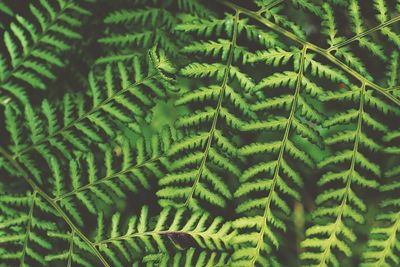 Full frame shot of leaf