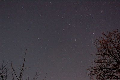 Low angle view of silhouette trees against sky at night