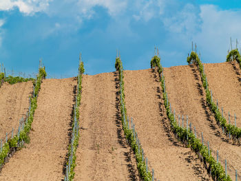 Plants growing on field against sky