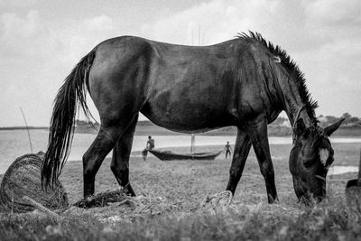 Horse standing in a field