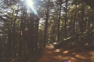 Sun shining through trees in forest