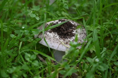 Close-up of mushroom growing on field