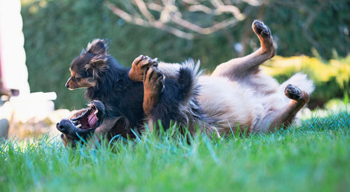  dogs playing on field