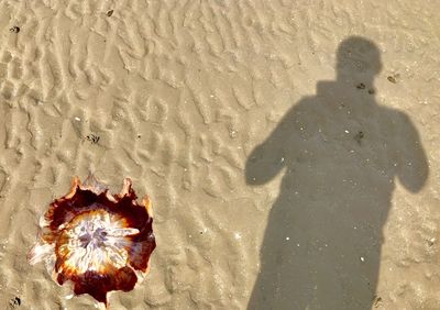 High angle view of person standing on beach