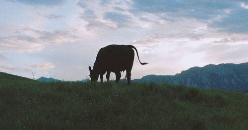 Cow standing in a field