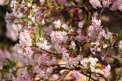 Close-up of pink cherry blossom tree