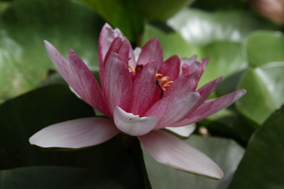 Close-up of pink flower blooming outdoors