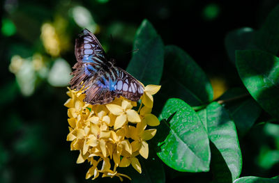 Close-up of butterfly pollinating on flower