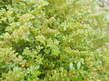 Full frame shot of flowering plants