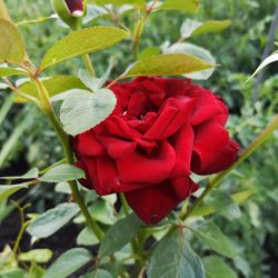 Close-up of red rose