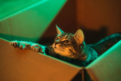 Close-up of cat looking away