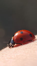 close-up