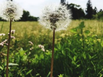 Close-up of dandelion flower