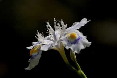 Close-up of white flowering plant against black background