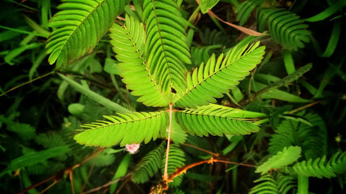 High angle view of fern leaves on tree