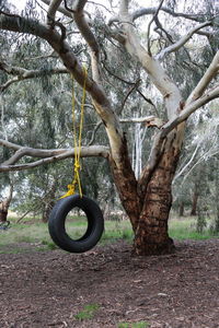 Close-up of swing hanging on tree