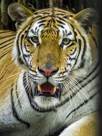 Close-up portrait of tiger