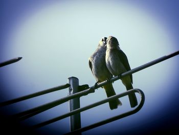 Low angle view of birds perching on metal against sky