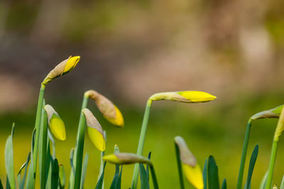 Close up of yellow flower