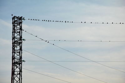 Low angle view of birds perching on cable against sky