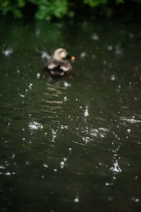 View of ducks swimming in lake