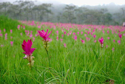 Close-up of pink flowering plants on field