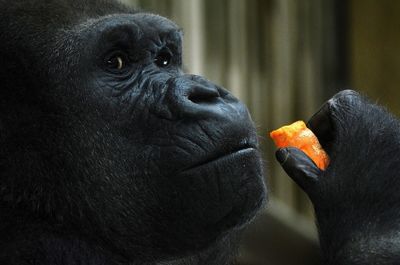 Close-up of gorilla eating food